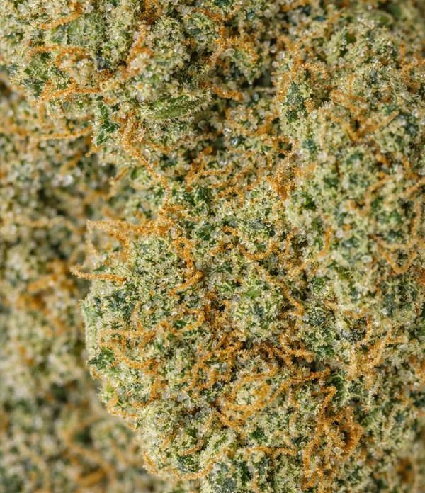 California Haze đ« đ« đ«