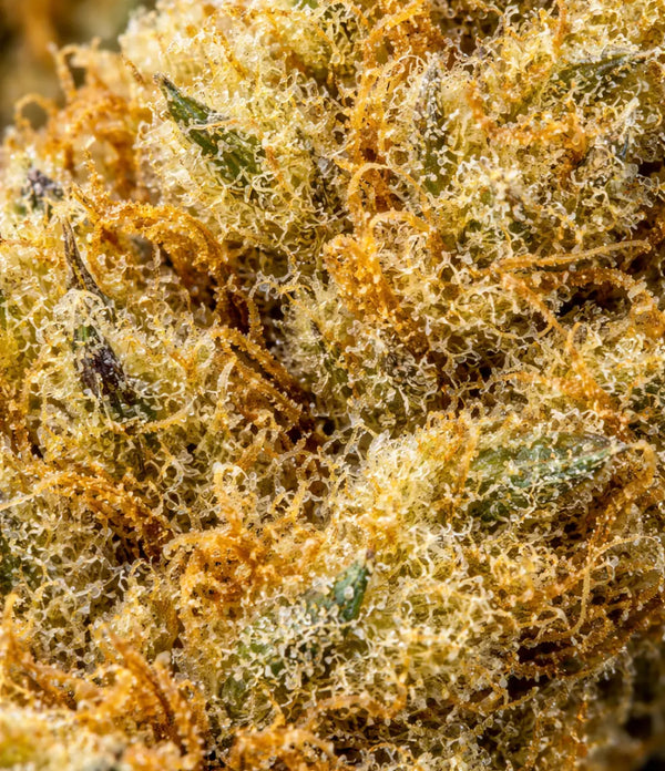 Amnesia Haze âš âš âš