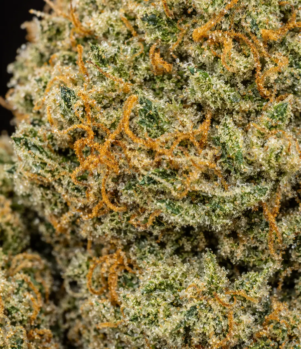 Master Kush