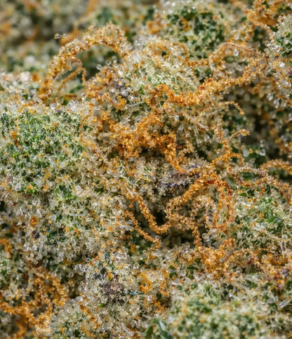 G-13 👽 👽 👽
