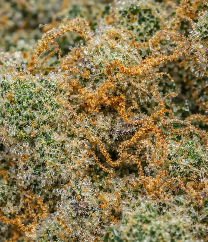 G-13 👽 👽 👽
