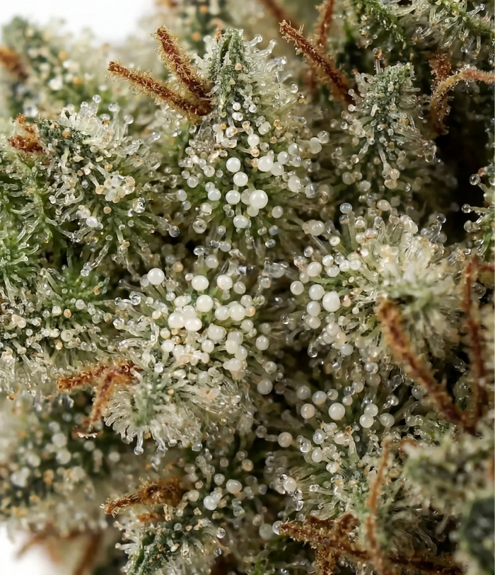 Stranger Kush X 👹 👹 👹